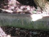 image of grave number 443887
